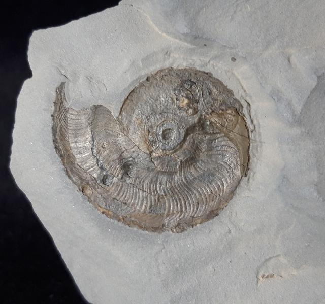 Leioceras opalinum (REINICKE 1818) - Bild © FossNet FossilienStore